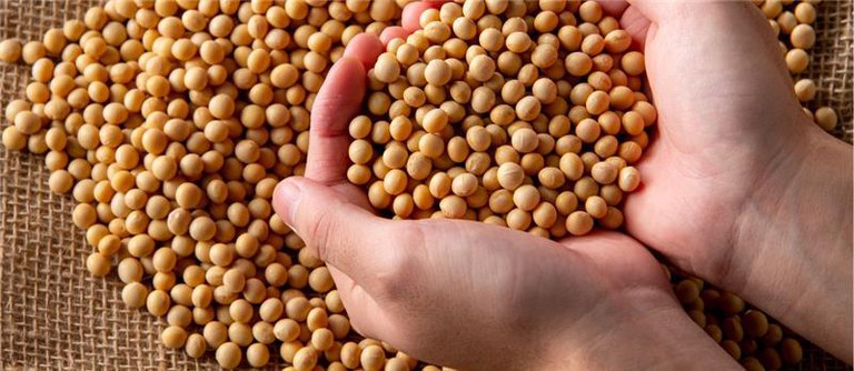 MORATÓRIA SOJA.jpeg