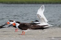 Bolsista publica artigo com novo método para estudo e conservação de aves