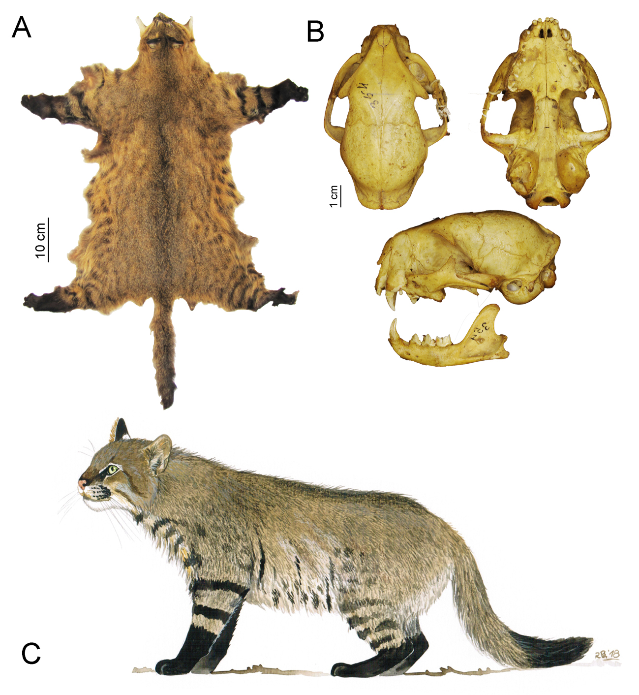 05082020 FOTO DENTRO MATERIA BOLSISTA DESTAQUE FELINOS 02