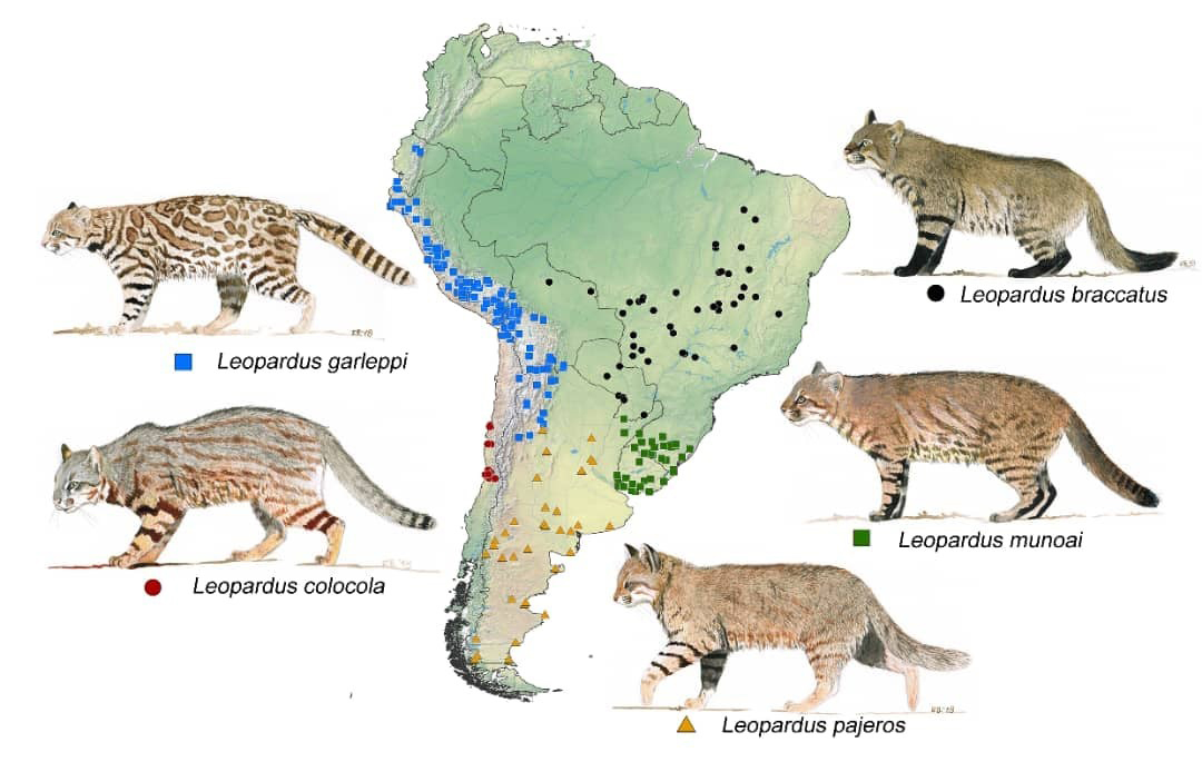 05082020 FOTO DENTRO MATERIA BOLSISTA DESTAQUE FELINOS