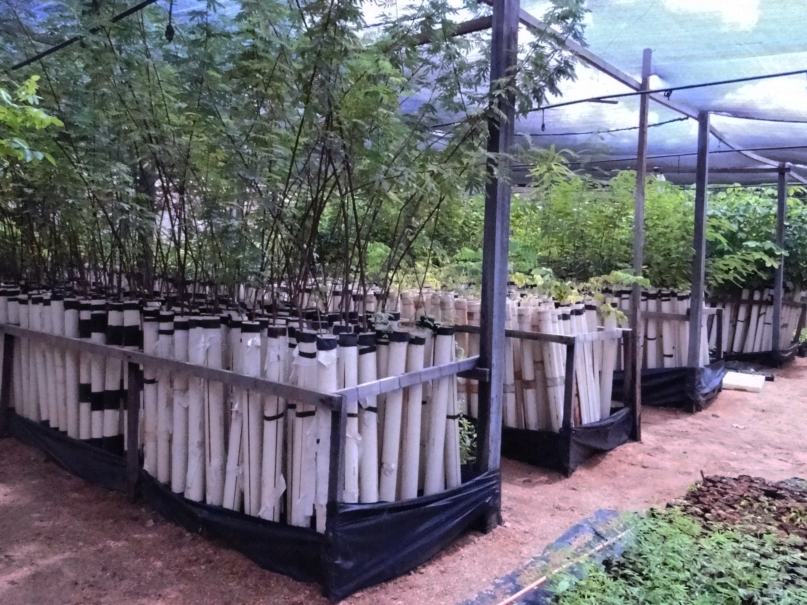 21082020 FOTO DENTRO MATERIA UFRN RESTAURACAO CAATINGA 02