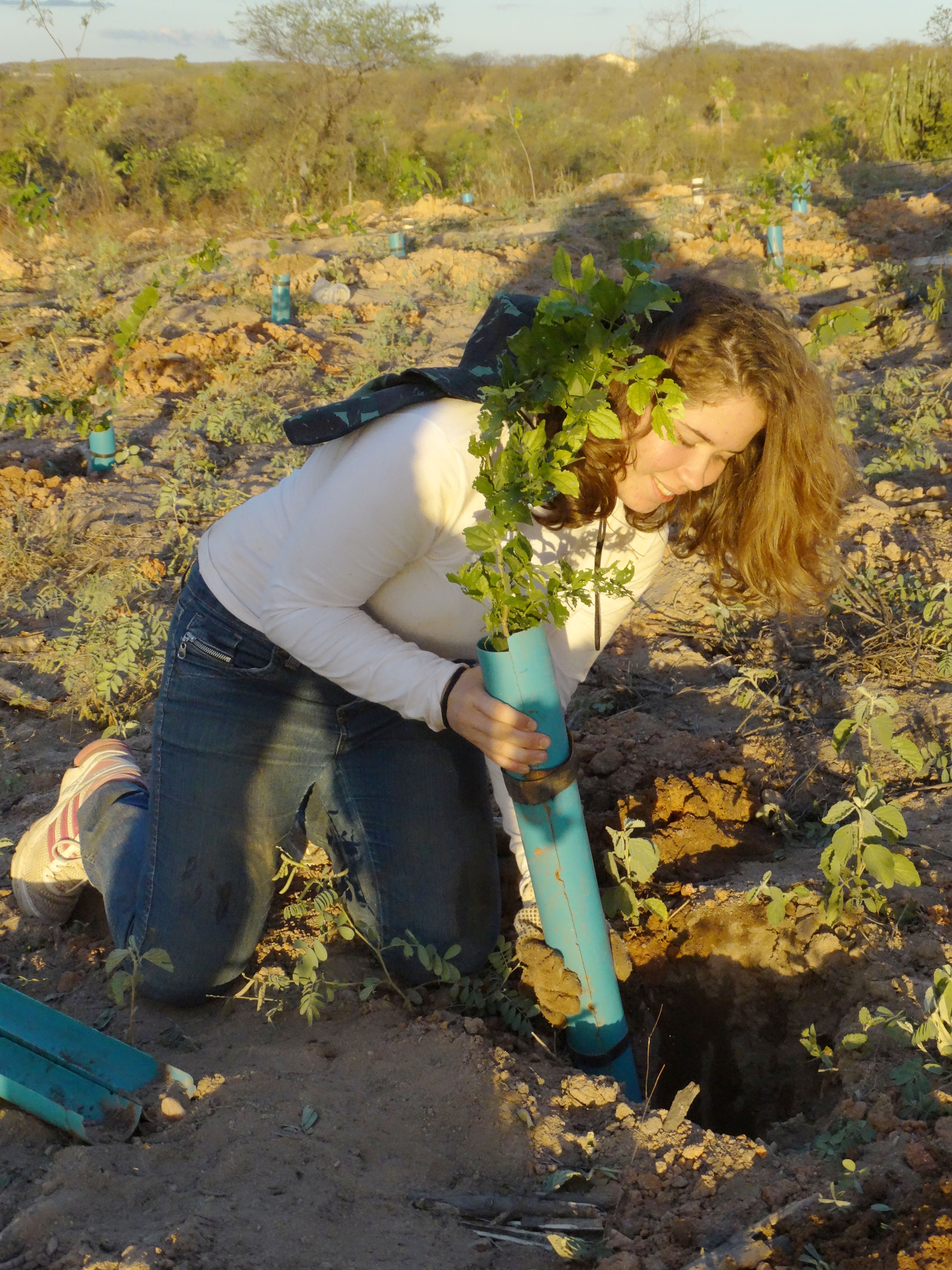 21082020 FOTO DENTRO MATERIA UFRN RESTAURACAO CAATINGA