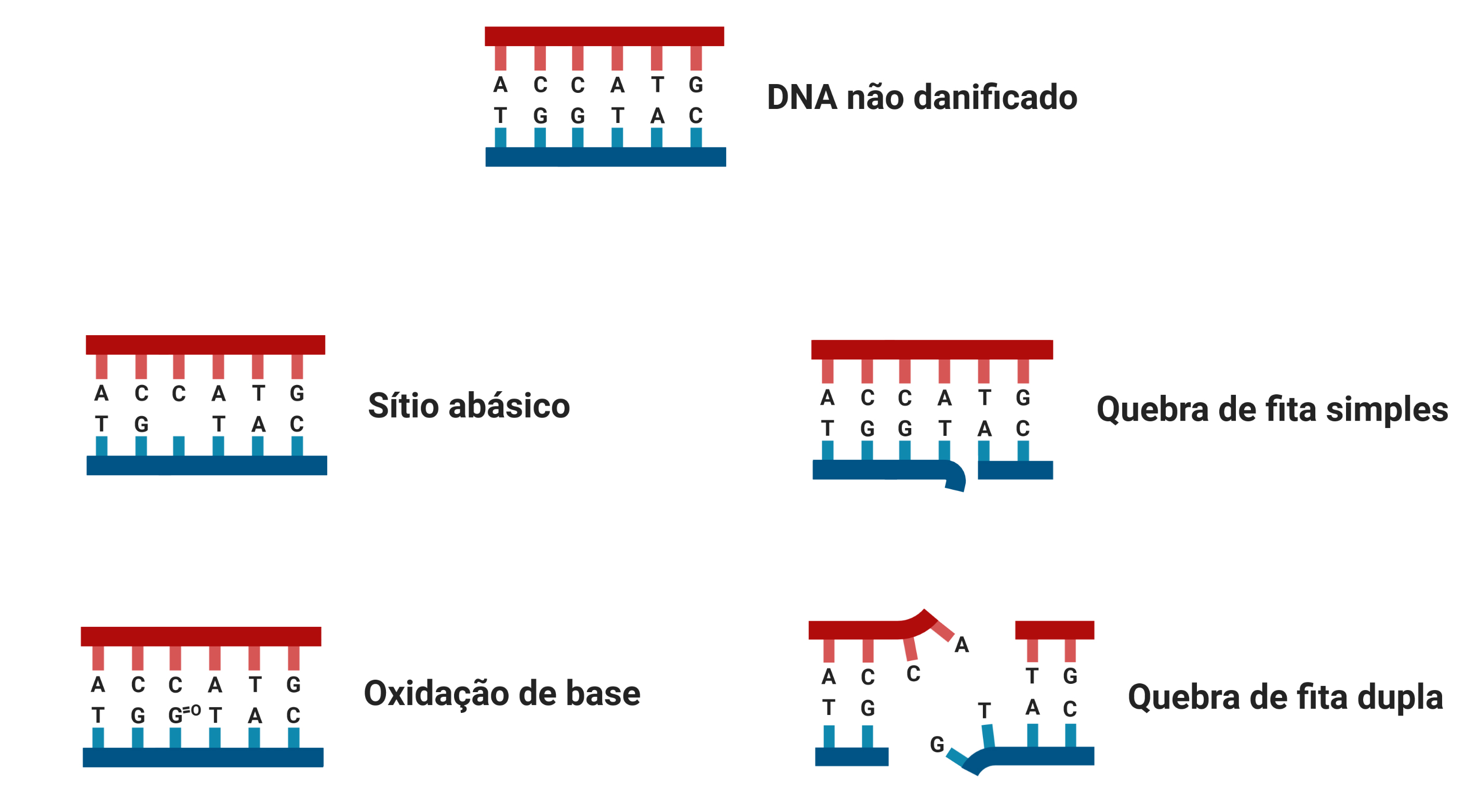 28072020 FOTO DENTRO MATERIA BOLSISTA DESTAQUE DNA 02