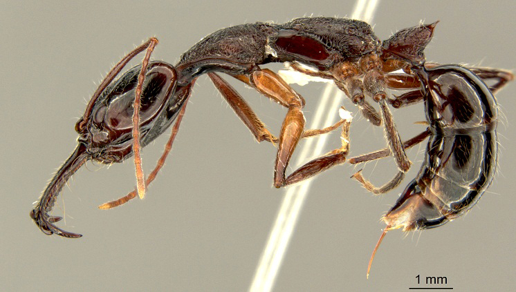 Anochetus hohenbergiae Foto Itanna Fernandes INPA