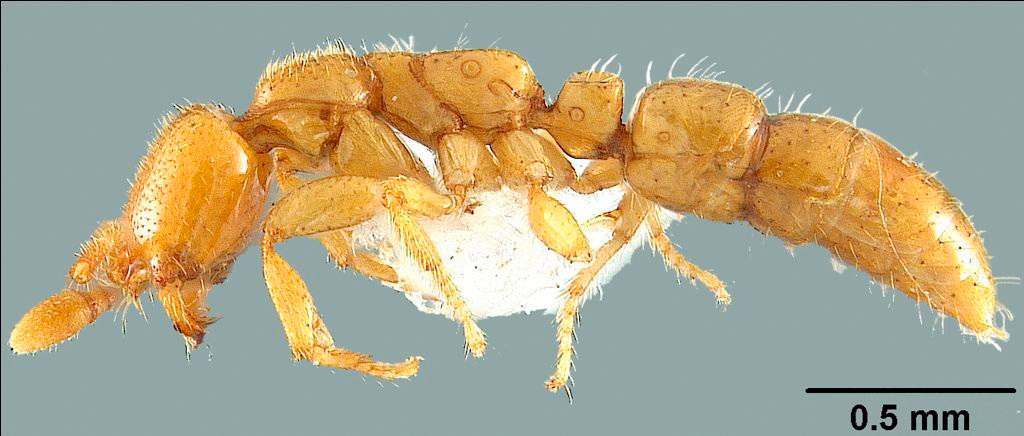 Simopelta anomma Foto Itanna Fernandes INPA