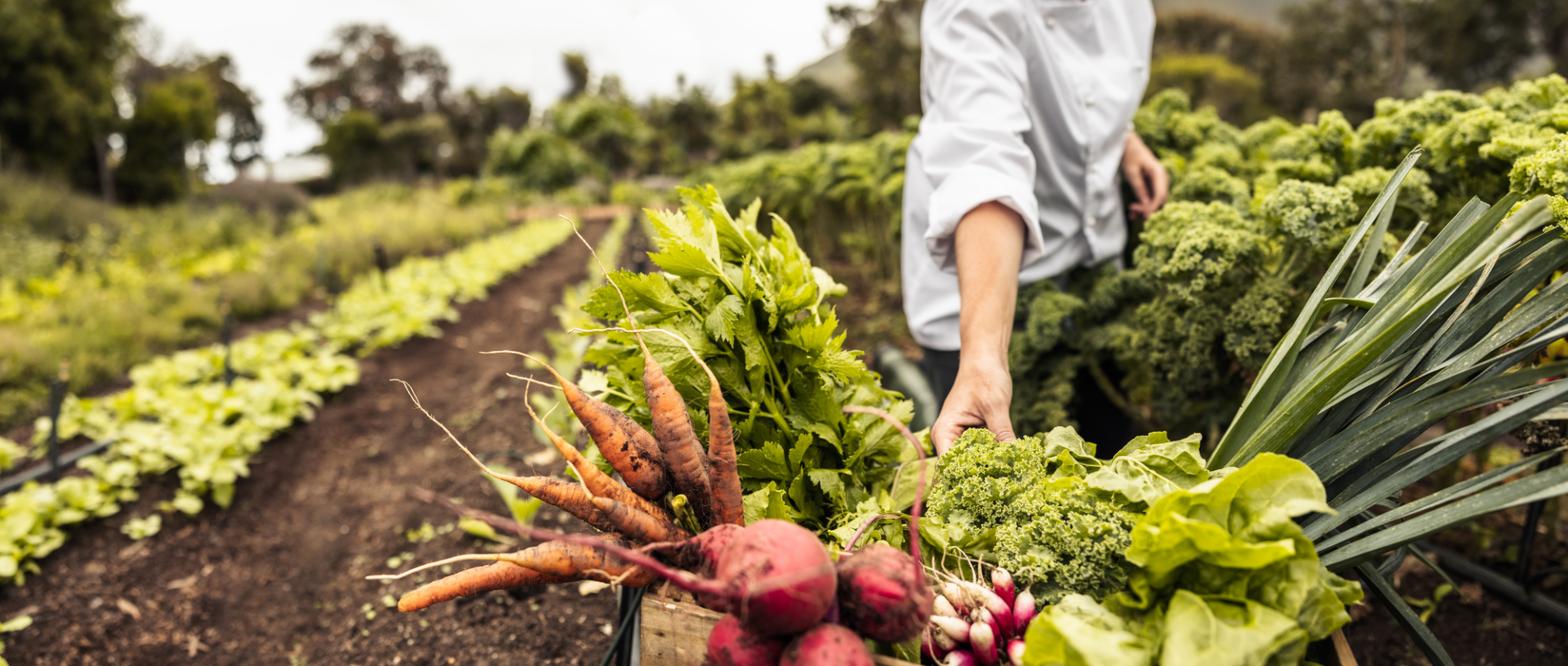AGRICULTURA SUSTENTÁVEL