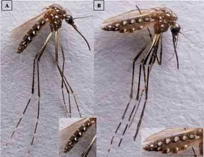 Imagem: À esquerda, fêmea sem ter feito o repasto sanguíneo e à direita, fêmea alimentada com o sangue artificial (Arquivo pessoal)