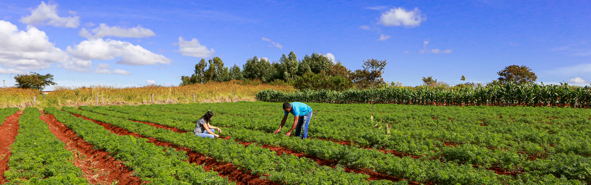 Trabalhadores em plantação