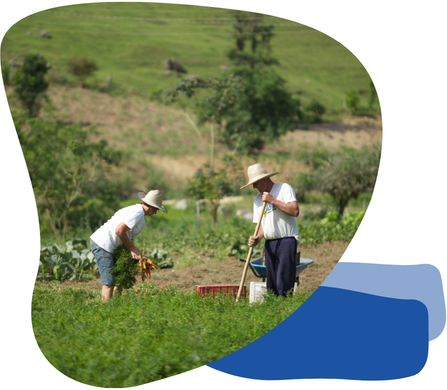 Agricultores colhendo