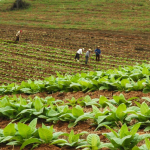Plantação de folhas verdes