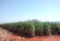 Embrapa desenvolve cana tolerante à seca