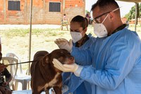Veterinários das Forças Armadas atendem animais em aldeias indígenas