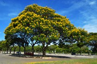 Governo Federal lança Programa Nacional para Áreas Verdes Urbanas Cidades+Verdes