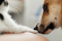 Sancionada lei para aumentar a punição nos casos de maus-tratos a animais