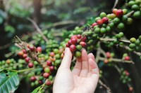 Criada reserva de R$ 1,32 bilhão em fundo para atender cafeicultores prejudicados por geadas