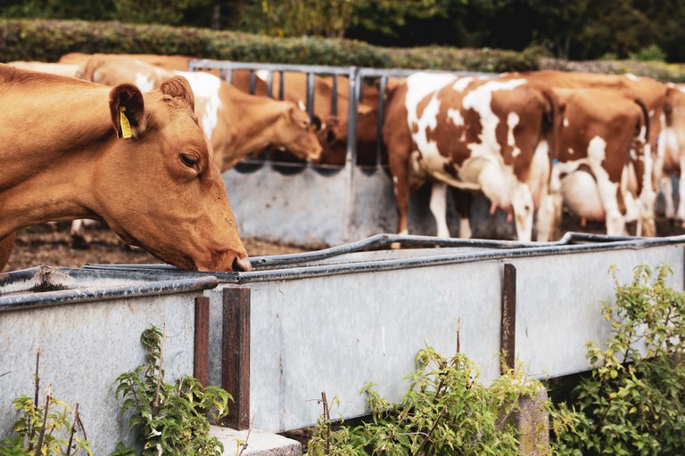 PORTAL_herd-of-piebald-red-and-white-guernsey-cows-on-a-p-992HMWE.jpg