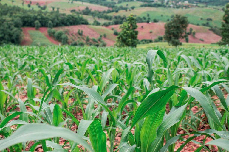Seguro rural: agricultores receberam R$ 3,6 bilhões em indenizações em 2021