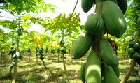 Projeto-piloto que fomenta o uso de tecnologia na fruticultura do Nordeste recebe investimento do Governo Federal