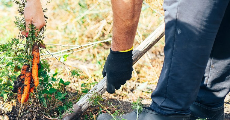 Garantia-safra Amazonas