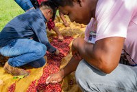 Povo Amondawa amplia as atividades de produção de alimentos em Rondônia