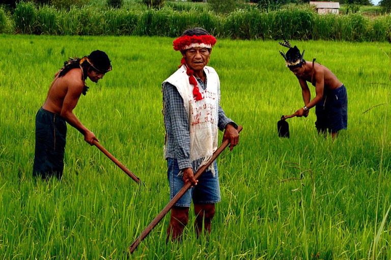 Indígenas Roraima