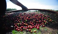 Safra 2021/2022 de café contará com R$ 5,9 bilhões para financiamentos