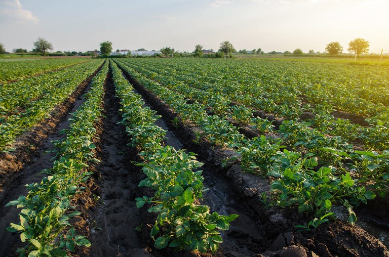 portal_a-beautiful-view-of-potato-fields-2021-09-30-17-38-25-utc.jpg