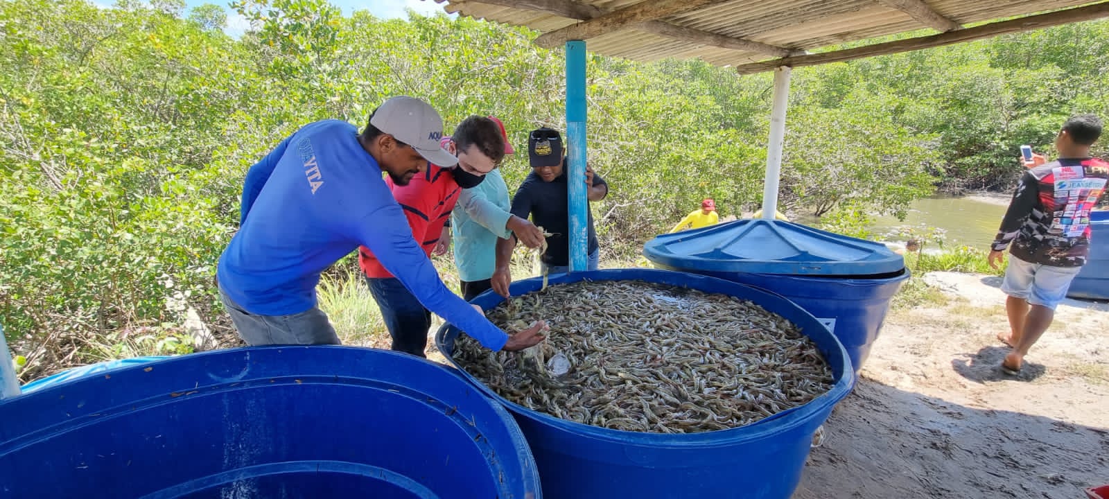 Produção de camarão por etnia indígenas Potiguara equivale a mais de 18% do  total da Paraíba — Casa Civil