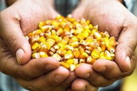 Governo Federal suspende a cobrança de PIS/Cofins na importação de milho