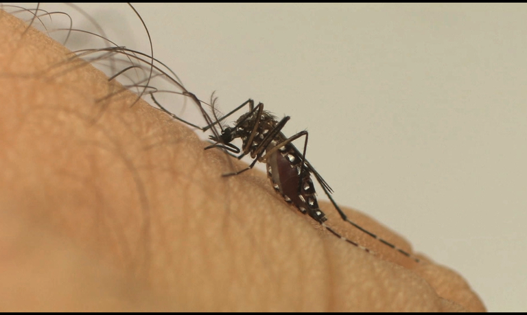 Dia Nacional de Combate ao Aedes aegypit: atenção aos sintomas e diagnóstico precoce
