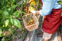 Agricultores de Pilão Arcado, na Bahia, recebem benefício Garantia-Safra em setembro