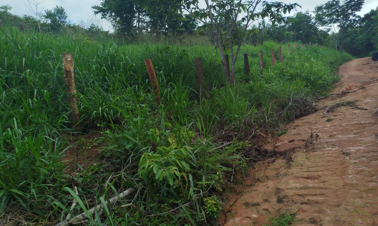 Operação federal retira cercas em área ilegal de criação de gado na Terra Indígena Araribóia