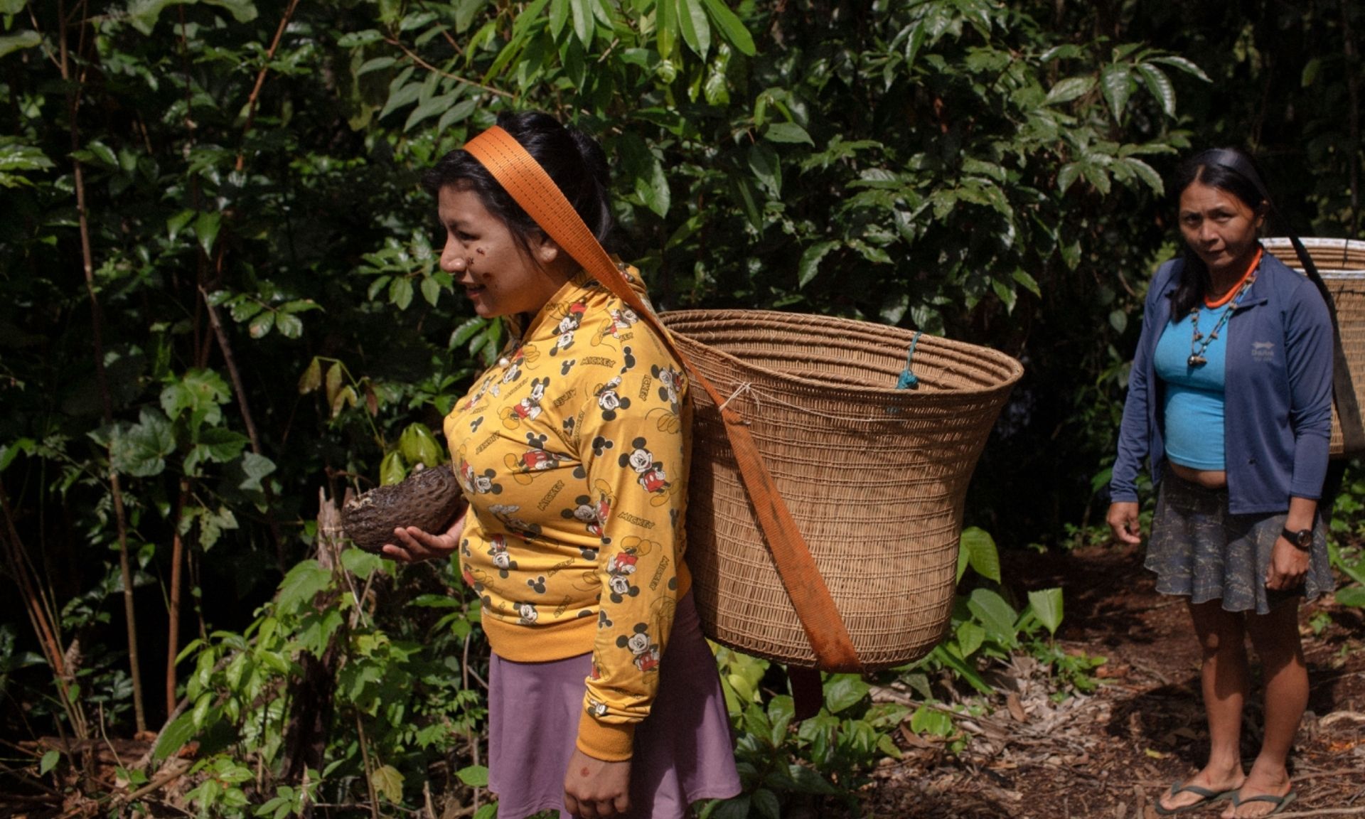 Indígenas Yanomami voltam a cultivar roças para subsistência e já utilizam área equivalente a 32 campos de futebol