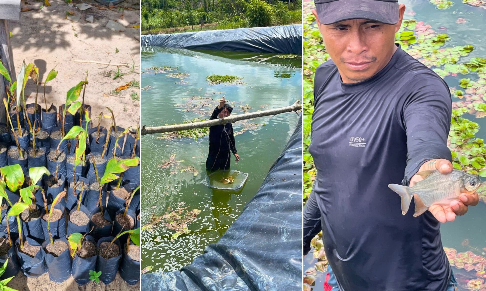 Onde antes havia garimpo, agora há alimento: governo implanta unidades para a soberania alimentar na Terra Yanomami