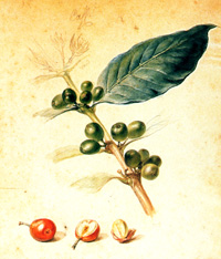 Café