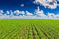 Físico emérito da UFMG endereça aos partidos uma apologia da ciência