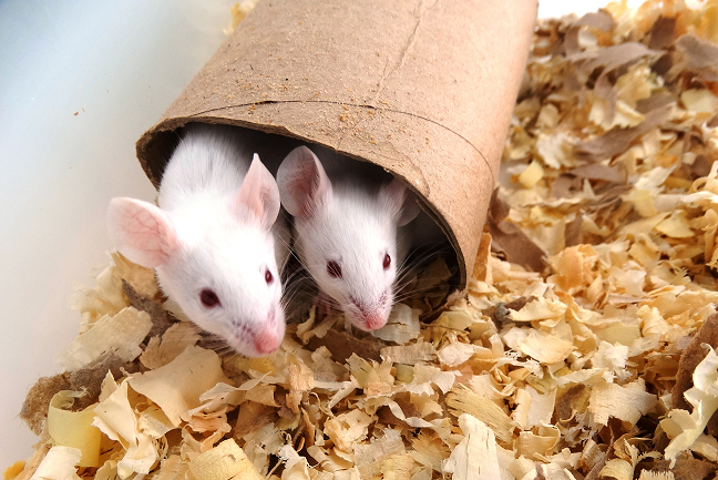 Animais de laboratório.