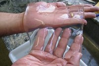 Tecnologia nuclear pode salvar cavalos com "síndrome de imersão", vítimas das enchentes no RS