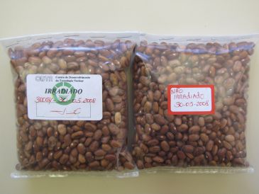 Feijão tratado por processo de irradiação visando desinfestação à esquerda irradiado e à direita não irradiado