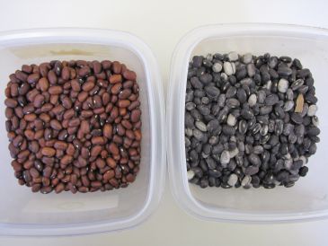 Feijão tratado por processo de irradiação visando desinfestação à esquerda irradiado e à direita não irradiado