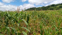 Cemaden coleta dados agrícolas no semiárido para monitoramento dos impactos da seca na agricultura familiar