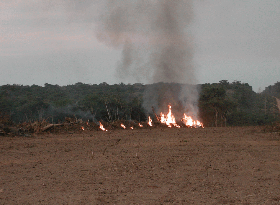 Foto_IF-Incêndio-Florestal-1-.gif