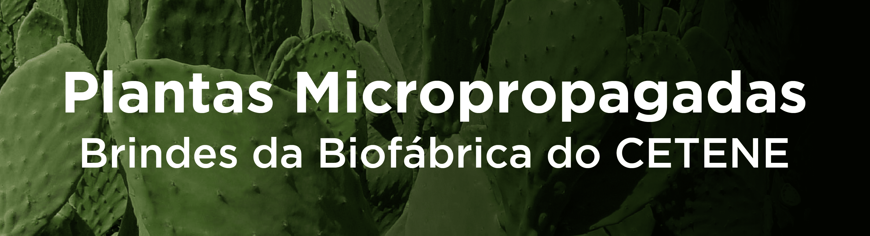 Fundo em palmas verde. Texto: Plantas Micropropagadas.