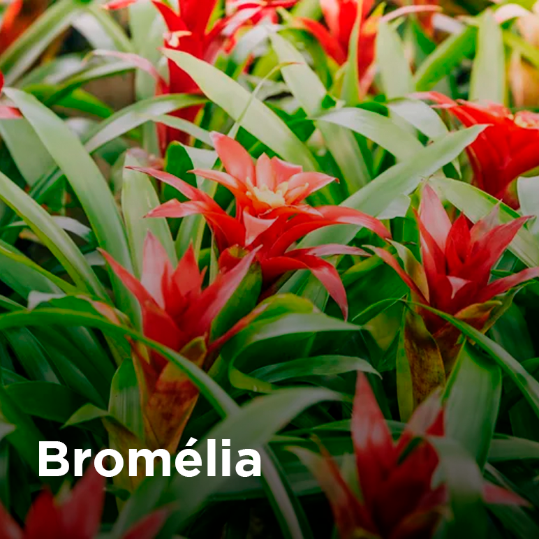 Bromélia