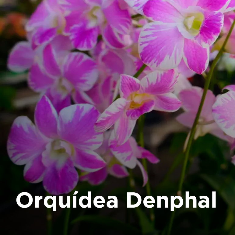 Orquídea