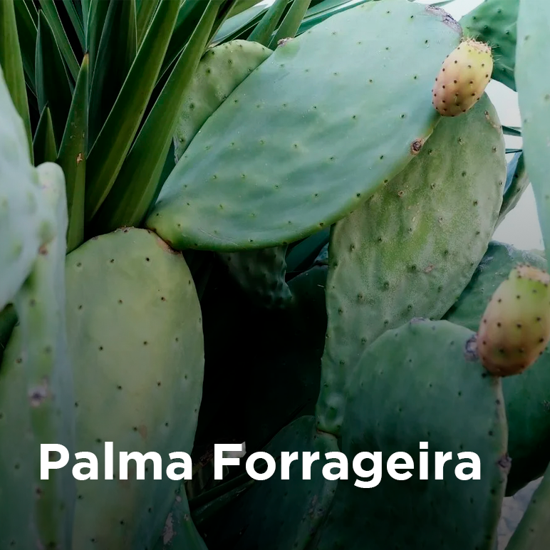 Palma Forrageira