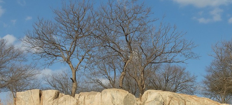 A Caatinga: Descoberta Vital para o Combate às Mudanças Climáticas e à Desertificação no Semiárido Brasileiro