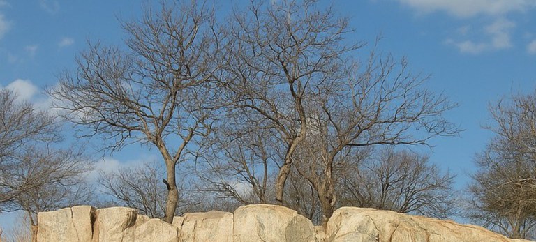 A Caatinga: Descoberta Vital para o Combate às Mudanças Climáticas e à Desertificação no Semiárido Brasileiro