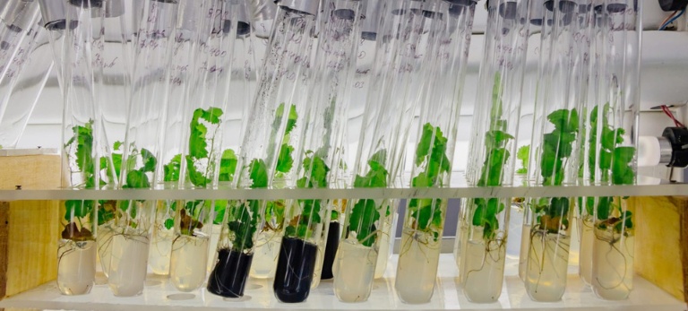 CETENE e Embrapii se unem para otimizar produção de biocombustíveis