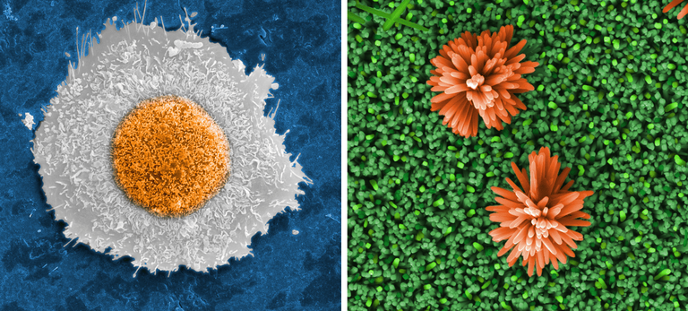 PREMIAÇÃO TESCAN.png